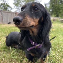 Lucy - Dachshund