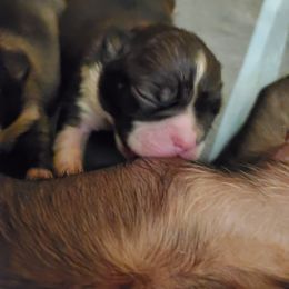 Boston Terrier Puppies from The Christian Bostons