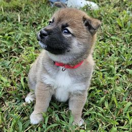 Kaida - Red female Shiba Inu puppy in Stanley, North Carolina from Yoru's Dojo Legacy