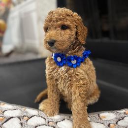 Cheer Bear - Apricot female Goldendoodle puppy in Camden, North Carolina from Oopsie Doodles of NC