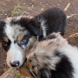 Australian Shepherd and Miniature Australian Shepherd Puppies from Wiggle Creek Aussies