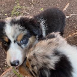 Australian Shepherd and Miniature Australian Shepherd Puppies from Wiggle Creek Aussies