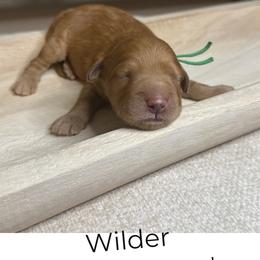 Wilder - Red  male Goldendoodle puppy in Layton, Utah from Gracious Doodle Dogs