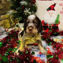 RB4 - Tri-Roan male English Springer Spaniel puppy in Britton, South Dakota from K&S Canines