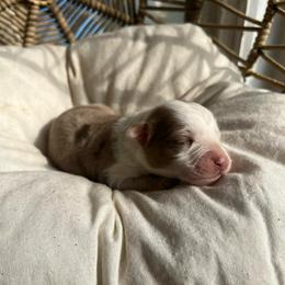 Lydia - Red merle female Australian Shepherd puppy in Grants Pass, Oregon from Carmel Mountain Aussies