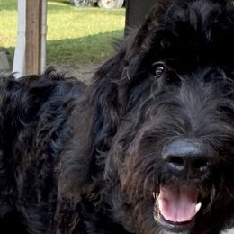 Max - Black Goldendoodle puppy in Tennessee from Middle Tennessee Golden Doodles