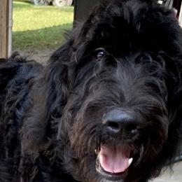 Max - Black Goldendoodle puppy in Tennessee from Middle Tennessee Golden Doodles