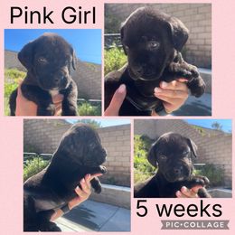 Pink - Black female Boerboel puppy in Fontana, California from Sterling Built Boerboels