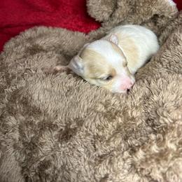 Lovey - Cream female Maltipoo puppy in Clover, South Carolina from Cudi’s Buddies