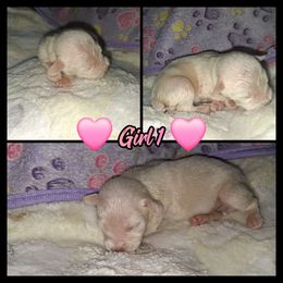 Lizzie - Wheaten female Miniature Schnauzer puppy in Bloomington, California from Michael's Minis