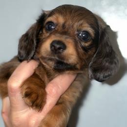 Sarabi - Brindle female Dachshund puppy in Lumberton, Mississippi from Doris’ Darlin Doxies & Doodles
