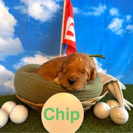 Chip - Red  male Goldendoodle puppy in Chelan, Washington from North Cascades Doodles