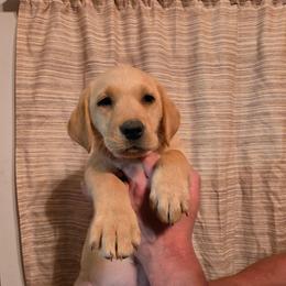 Yellow collar female - Yellow female Labrador Retriever puppy in Hebron, Kentucky from Top Notches Labrador Retrievers