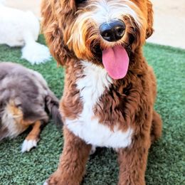 Kelsea - Goldendoodle