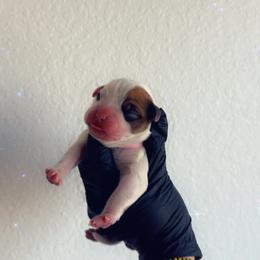 Light Pick - White female Boxer puppy in Denver, Colorado from Yuni’s AKC Boxers