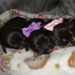 Miniature Schnauzer Puppies from Devon Dunlap