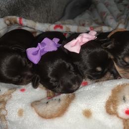 Miniature Schnauzer Puppies from Devon Dunlap