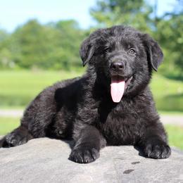 3rd Pick male - Sable male German Shepherd puppy in Elkmont, Alabama from Oakmont Shepherds