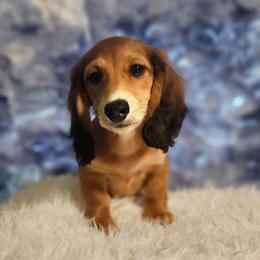 Geliy - Red male Dachshund puppy in Sylvania, Georgia from Dachshund and Co.