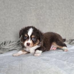 Wiskey - Red tri male Miniature Australian Shepherd puppy in Killen, Alabama from Wilkers Wholehearted Mini Aussies