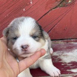 George - Blue merle and white male American Corgi puppy in Preston, Idaho from KC Bar