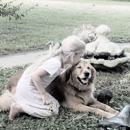 English Springer Spaniel Puppies from 31 Pines Springers & Retrievers