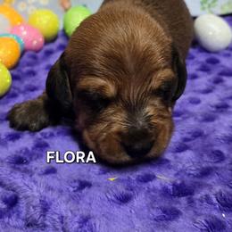 Flora-wirehair - Red female Dachshund puppy in Blair, Oklahoma from North Fork Doxies-Okla