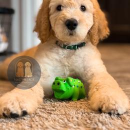 Banner - Apricot male Goldendoodle puppy in Calhoun, Georgia from M&C Village Goldendoodles