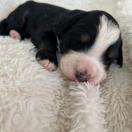 Vega - Tri-color male Bernedoodle puppy in Gilbert, Arizona from LittleLegacyDoodles