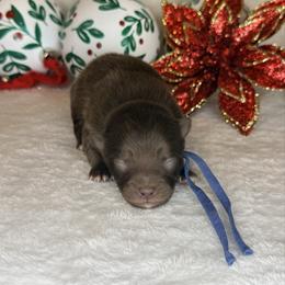 Donner - Chocolate male Dachshund puppy in Lexington, Oklahoma from BooneDox Miniature Dachshunds