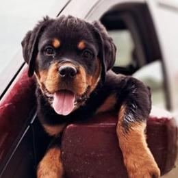 Rottweiler Puppies from Bella Bowe Champion Import Rottweilers