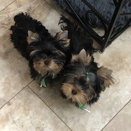 Yorkshire Terrier Puppies from Star Shine Yorkies