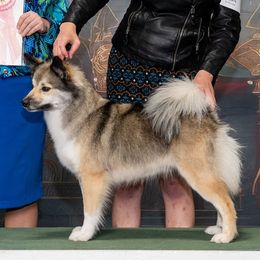 KIZ - Icelandic Sheepdog
