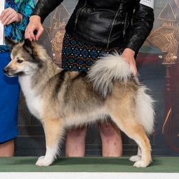 KIZ - Icelandic Sheepdog