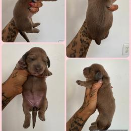 Girl 1 - Fawn (Isabella) female Dachshund puppy in Rio, Wisconsin from Three K Miniature Dachshunds
