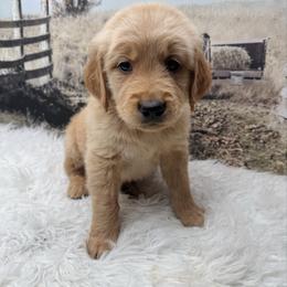 Purple - Golden female Golden Retriever puppy in Harrisburg, North Carolina from Bunn Ranch Goldens & Bernese