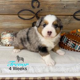 Trevor Brazile - Blue merle male Miniature Australian Shepherd puppy in El Dorado Springs, Missouri from OR Aussies