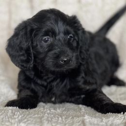 Labradoodles from Weaver Labradoodles