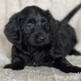 Labradoodles from Weaver Labradoodles