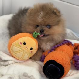 Alvin - Blue merle male Pomeranian puppy in Newport Beach, California from Exotic City Pomeranians and chihuahuas