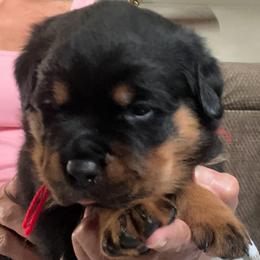 Thunder - Black and mahogany male Rottweiler puppy in Crothersville, Indiana from The Solid Rock Kennel