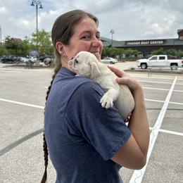Pug Puppies from Pug Perfection Puppies