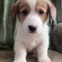 Boy 2 Milo - White and red male Pembroke Welsh Corgi puppy in Chesterton, Indiana from Oliver Pembroke Welsh Corgis