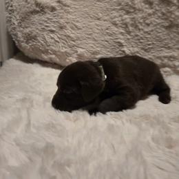 Boy 2 - male Labrador Retriever puppy in Hartley, California from Mathew's Labradors