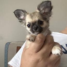 Elizabeth - Fawn female Chihuahua puppy in Miami, Florida from GioVel Chihuahua and Italian greyhounds