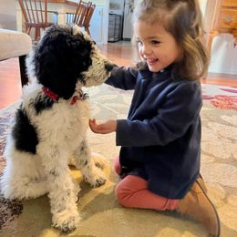 Australian Labradoodle and Labradoodle All Grown Up from Multigenerational Labradoodles of Central TX