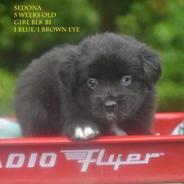 Sedona - Black tri female Miniature Australian Shepherd puppy in Patterson, North Carolina from DreamLine Aussies