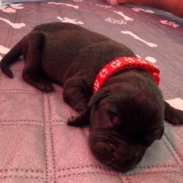 Red boy - Black male Cane Corso puppy in Branson, Missouri from Silver Summit Cane Corso