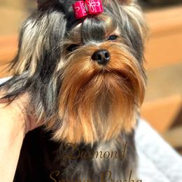 Prohor - Yorkshire Terrier