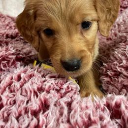 Golden Retriever Puppies from Mueller’s Furry Farm